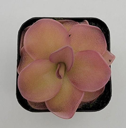 Pinguicula 'Pirouette'