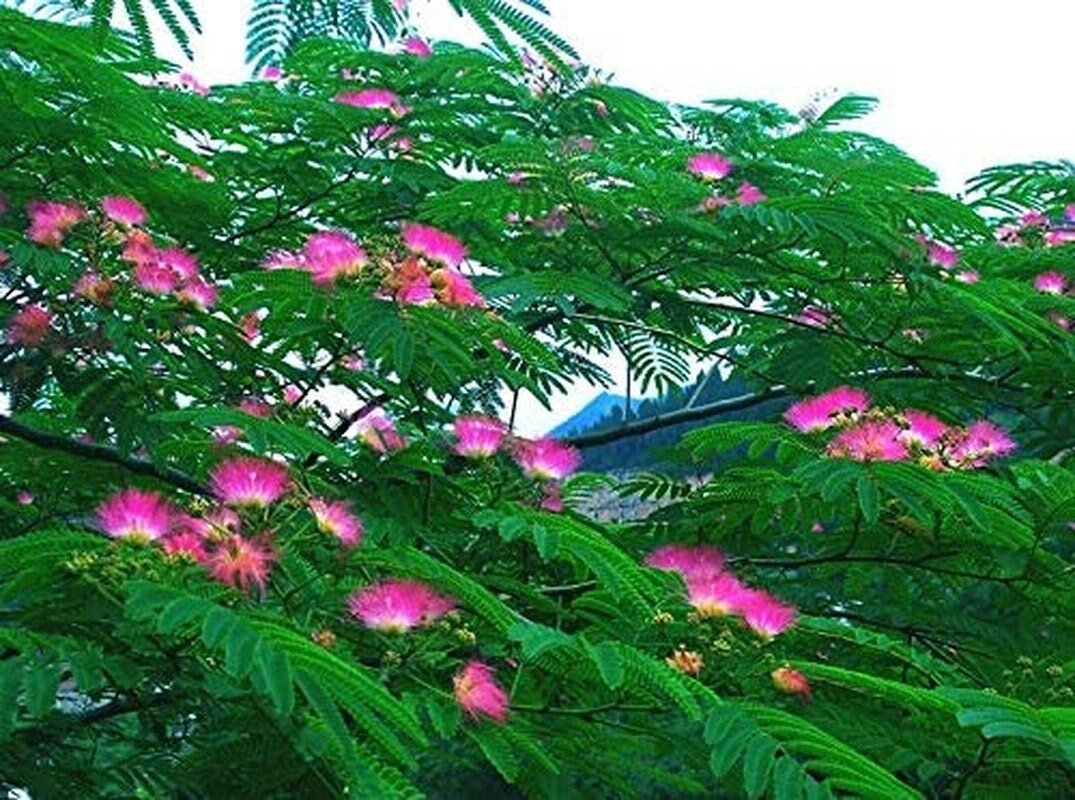 Pink Albizia Julibrissin Tree - 20 Seeds - Mimosa Tree, Silk Tree, Persian Silk Tree - Tampa Home & Garden Store