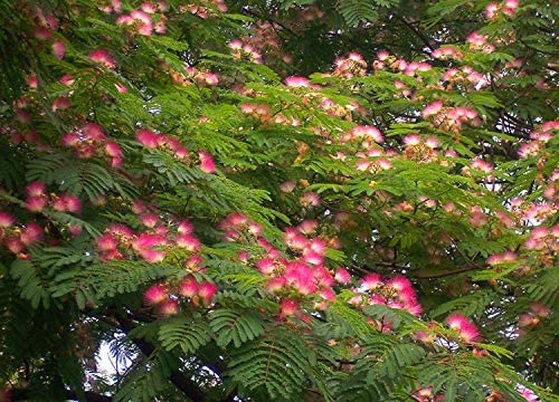 Pink Albizia Julibrissin Tree - 20 Seeds - Mimosa Tree, Silk Tree, Persian Silk Tree - Tampa Home & Garden Store