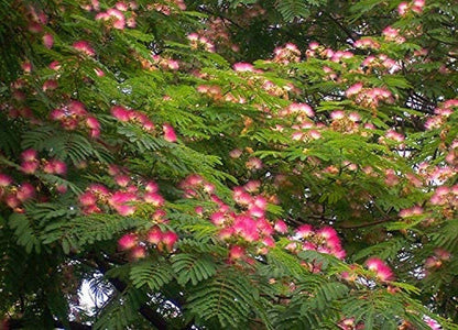 Pink Albizia Julibrissin Tree - 20 Seeds - Mimosa Tree, Silk Tree, Persian Silk Tree - Tampa Home & Garden Store