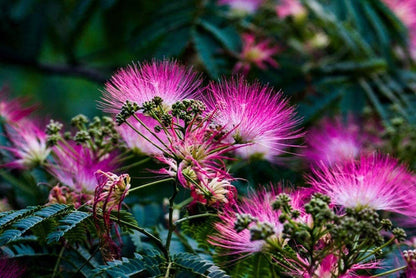 Pink Albizia Julibrissin Tree - 20 Seeds - Mimosa Tree, Silk Tree, Persian Silk Tree - Tampa Home & Garden Store