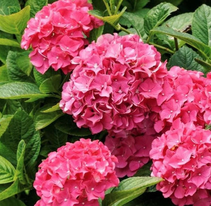 Pink Hydrangea Seeds - Beautiful Attractive Showy and Hardy Perennial Flowers - Tampa Home & Garden Store