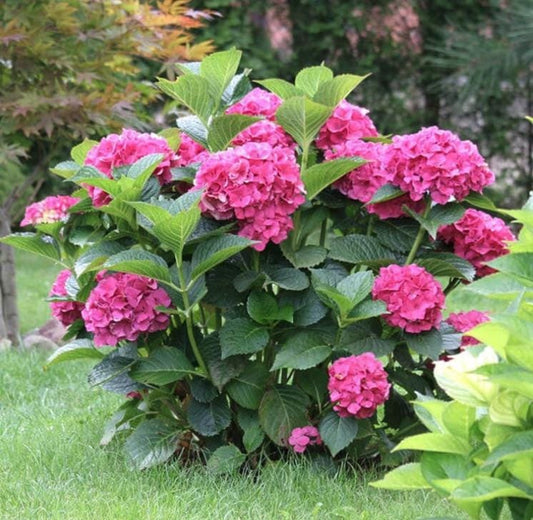 Pink Hydrangea Seeds - Beautiful Attractive Showy and Hardy Perennial Flowers - Tampa Home & Garden Store