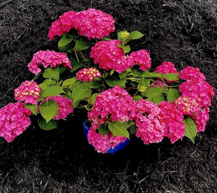 Pink Hydrangea Seeds - Beautiful Attractive Showy and Hardy Perennial Flowers - Tampa Home & Garden Store
