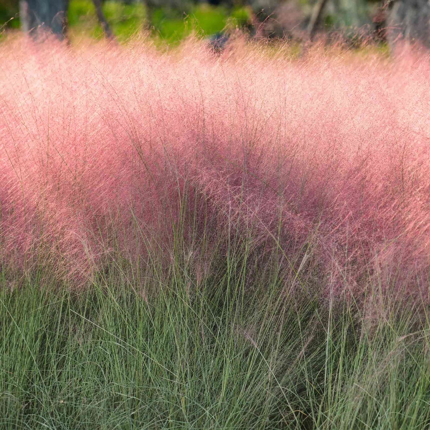 Pink Muhly Grass ornamental plant with pink fluffy plumes in a dense outdoor display on Tampa Home & Garden Store
