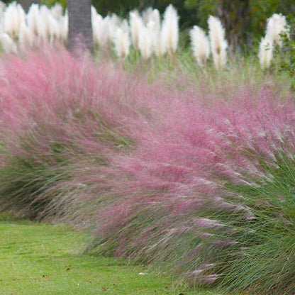 Pink Muhly Grass plant with pink feathery plumes in a windswept field Live Good Logistics on Tampa Home & Garden Store