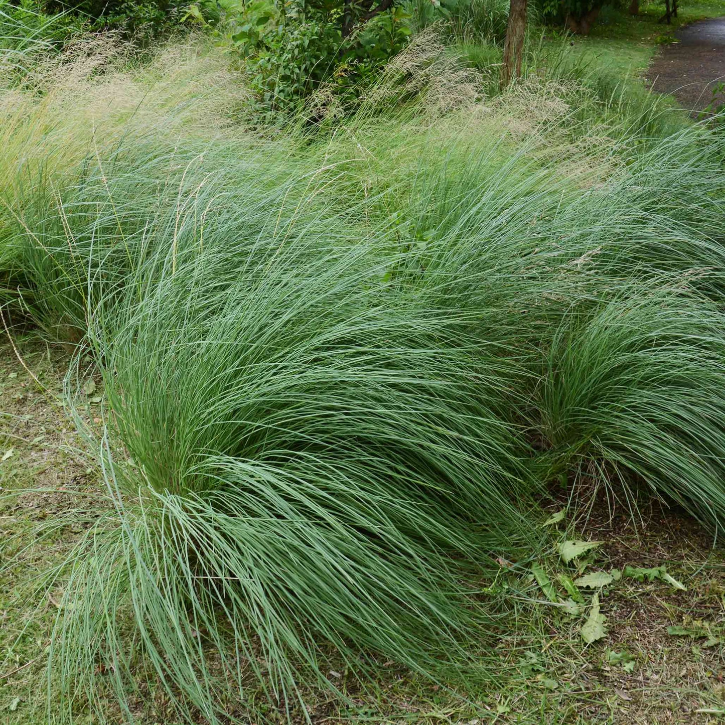 Pink Muhly Grass plant with blue-green arching leaves forming a dense clump on Tampa Home & Garden Store