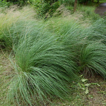 Pink Muhly Grass plant with blue-green arching leaves forming a dense clump on Tampa Home & Garden Store