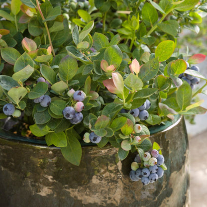 Pink Icing Blueberry plant in a pot with blue berries and pink-tinged leaves Live Good Logistics on Tampa Home & Garden Store