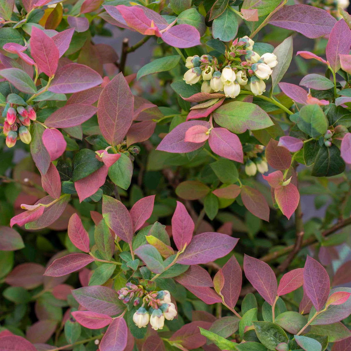 Pink Icing Blueberry plant with pink-tinged green leaves and pale cream flower clusters on Tampa Home & Garden Store