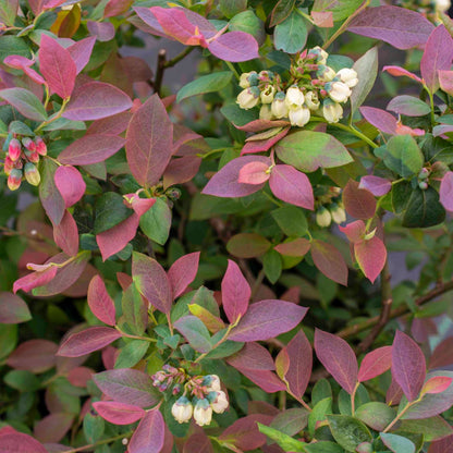Pink Icing Blueberry plant with pink-tinged green leaves and pale cream flower clusters on Tampa Home & Garden Store