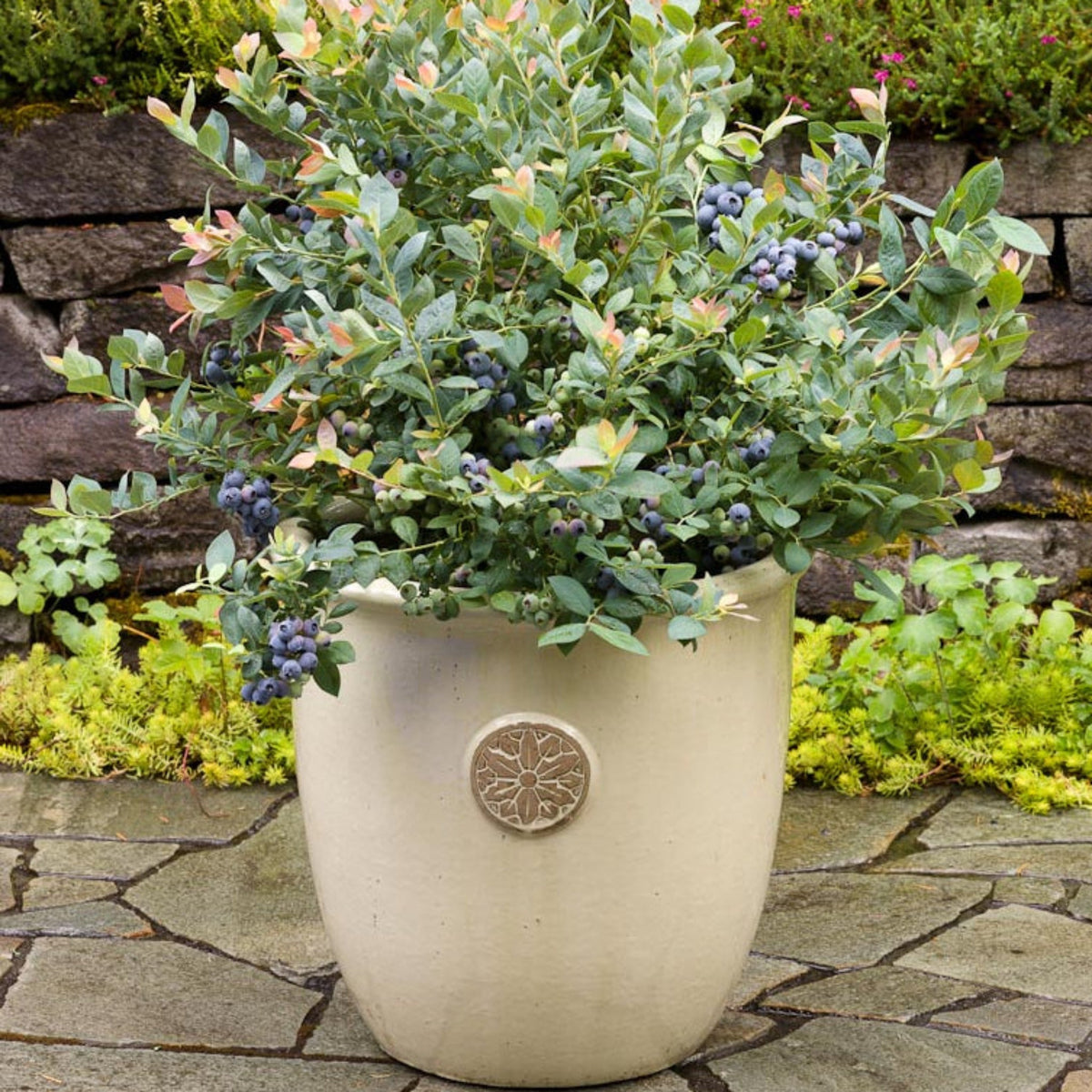 Pink Icing Blueberry plant by Live Good Logistics in a beige planter with blue berries on Tampa Home & Garden Store