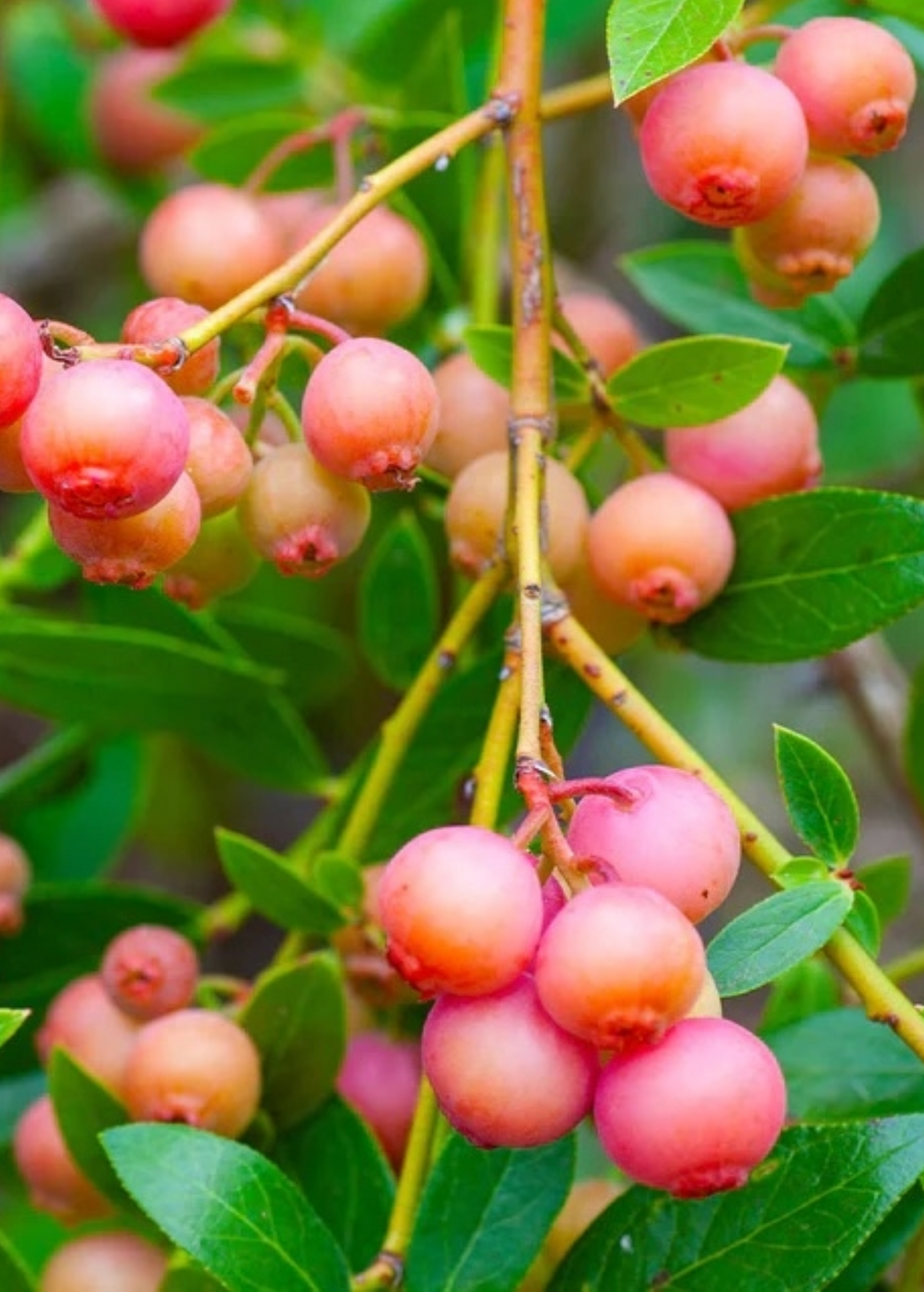 Blueberry Plant 'Pink Lemonade' (Vaccinium corymbosum 'Pink Lemonade')