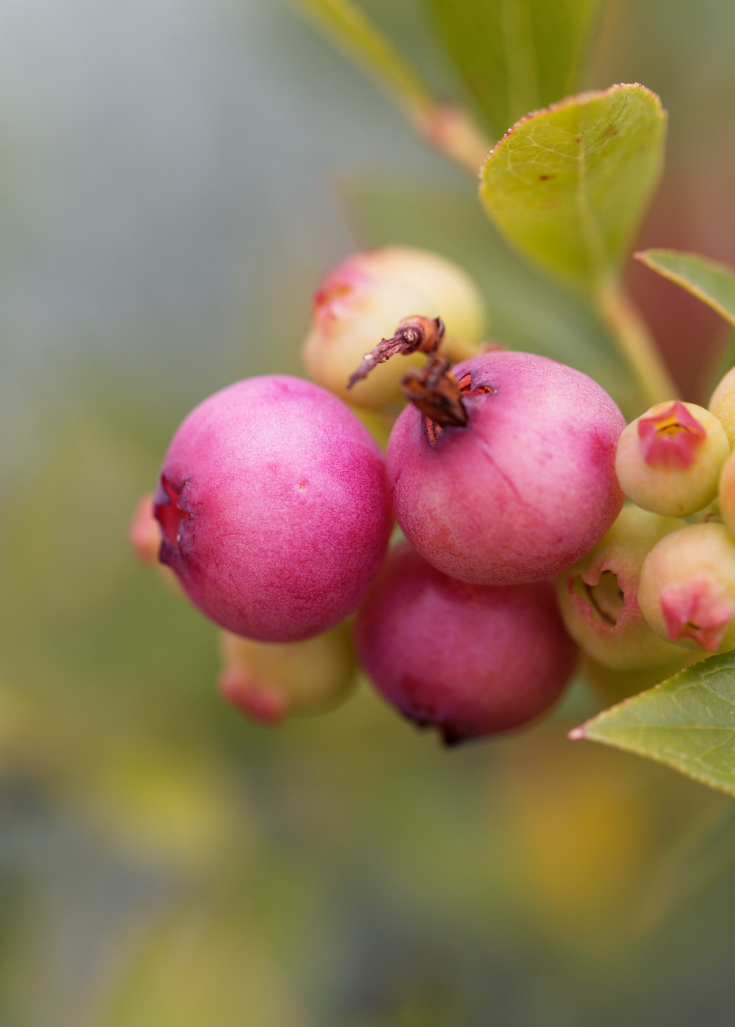 Blueberry Plant 'Pink Lemonade' (Vaccinium corymbosum 'Pink Lemonade')