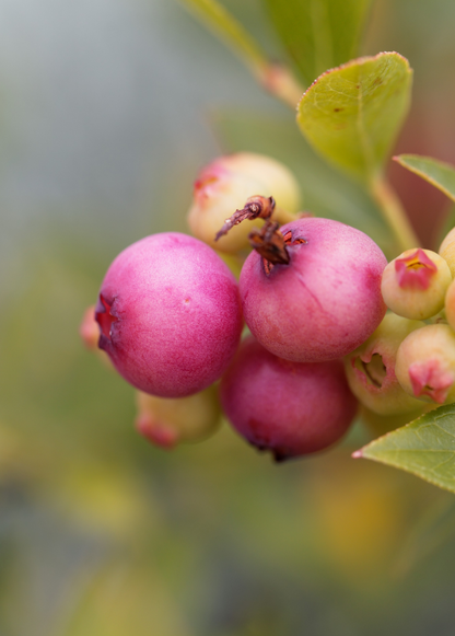 Blueberry Plant 'Pink Lemonade' (Vaccinium corymbosum 'Pink Lemonade')