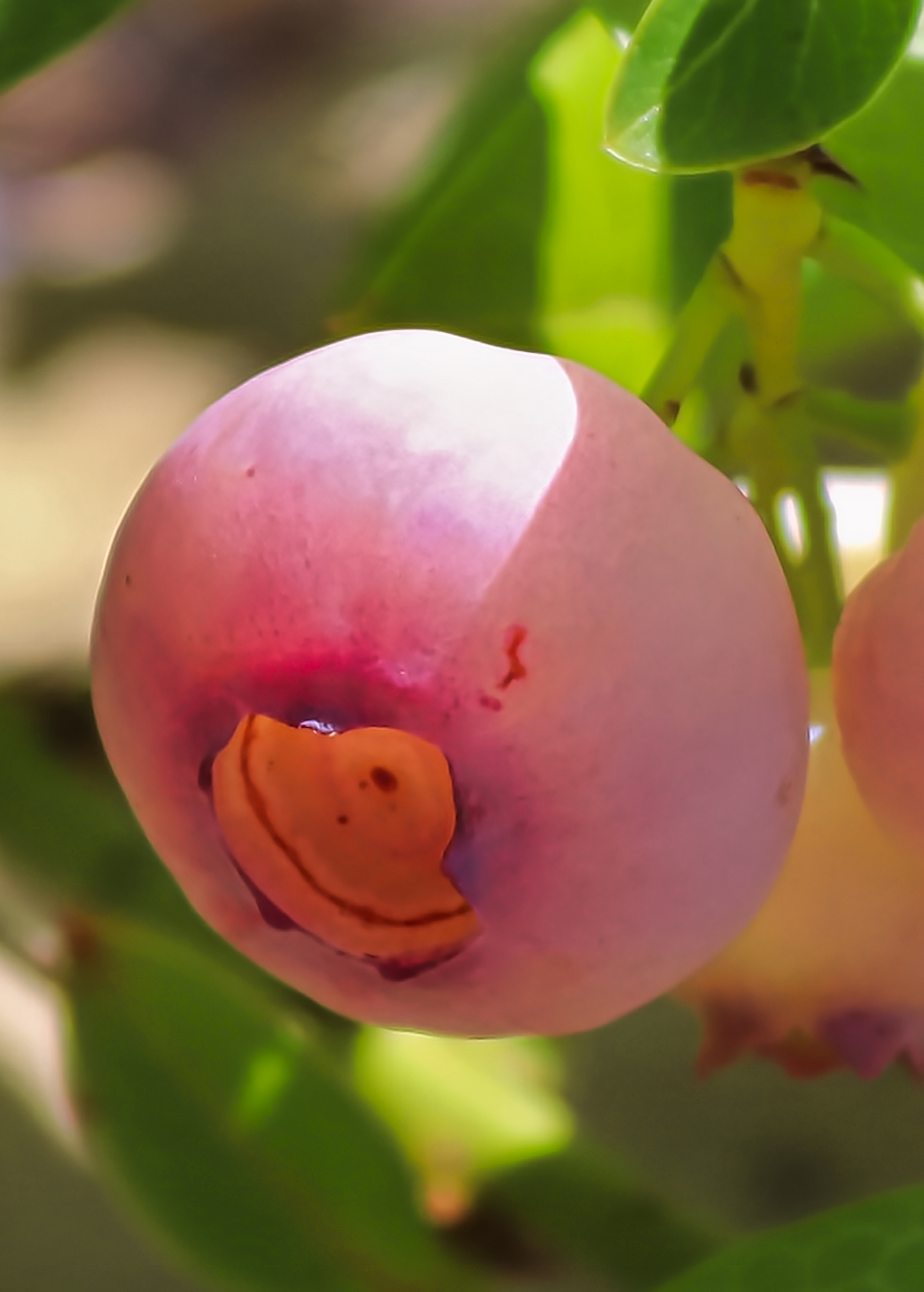 Blueberry Plant 'Pink Lemonade' (Vaccinium corymbosum 'Pink Lemonade')