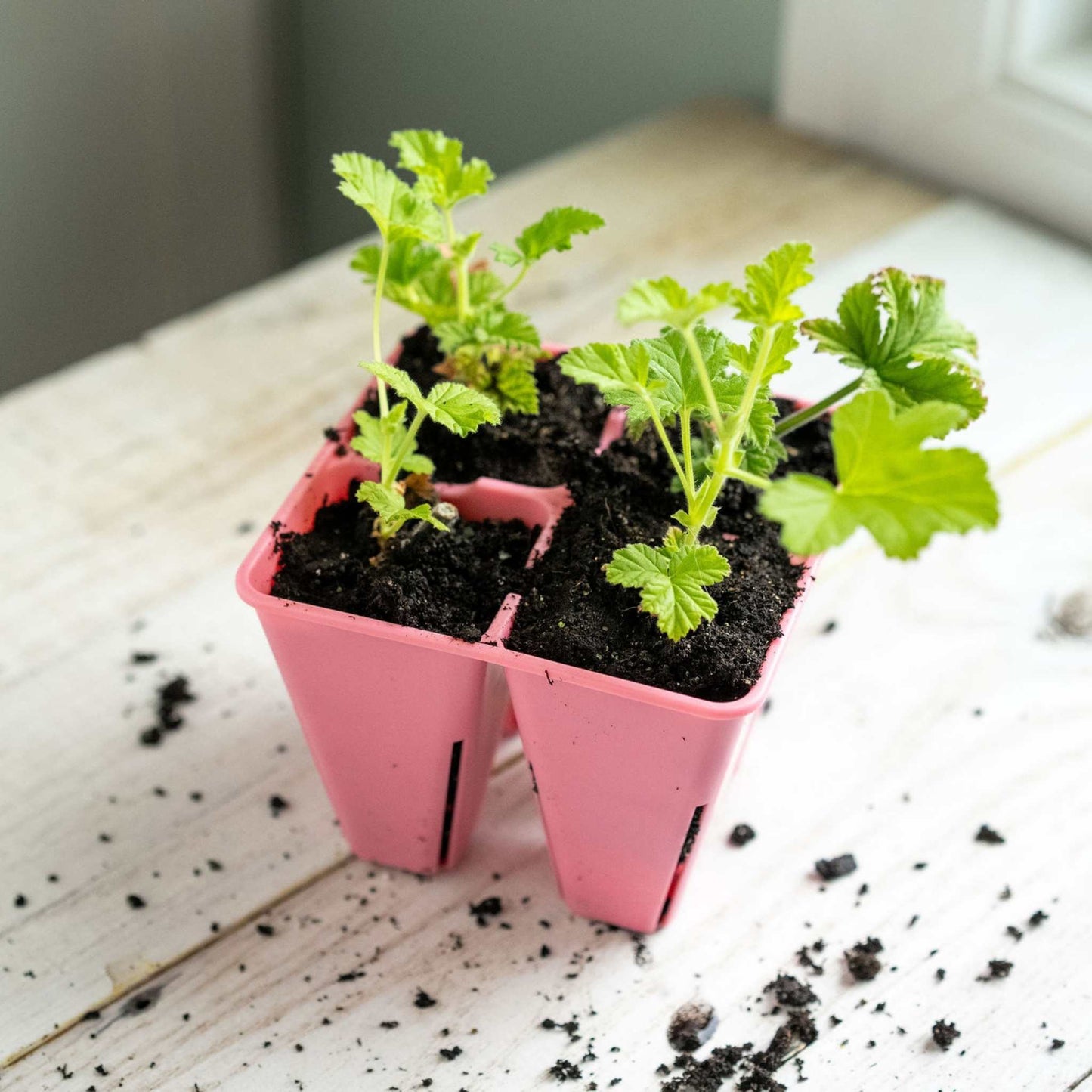 4 Cell Seed Tray Cell Plug Tray