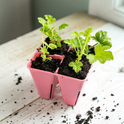 4 Cell Seed Tray Cell Plug Tray