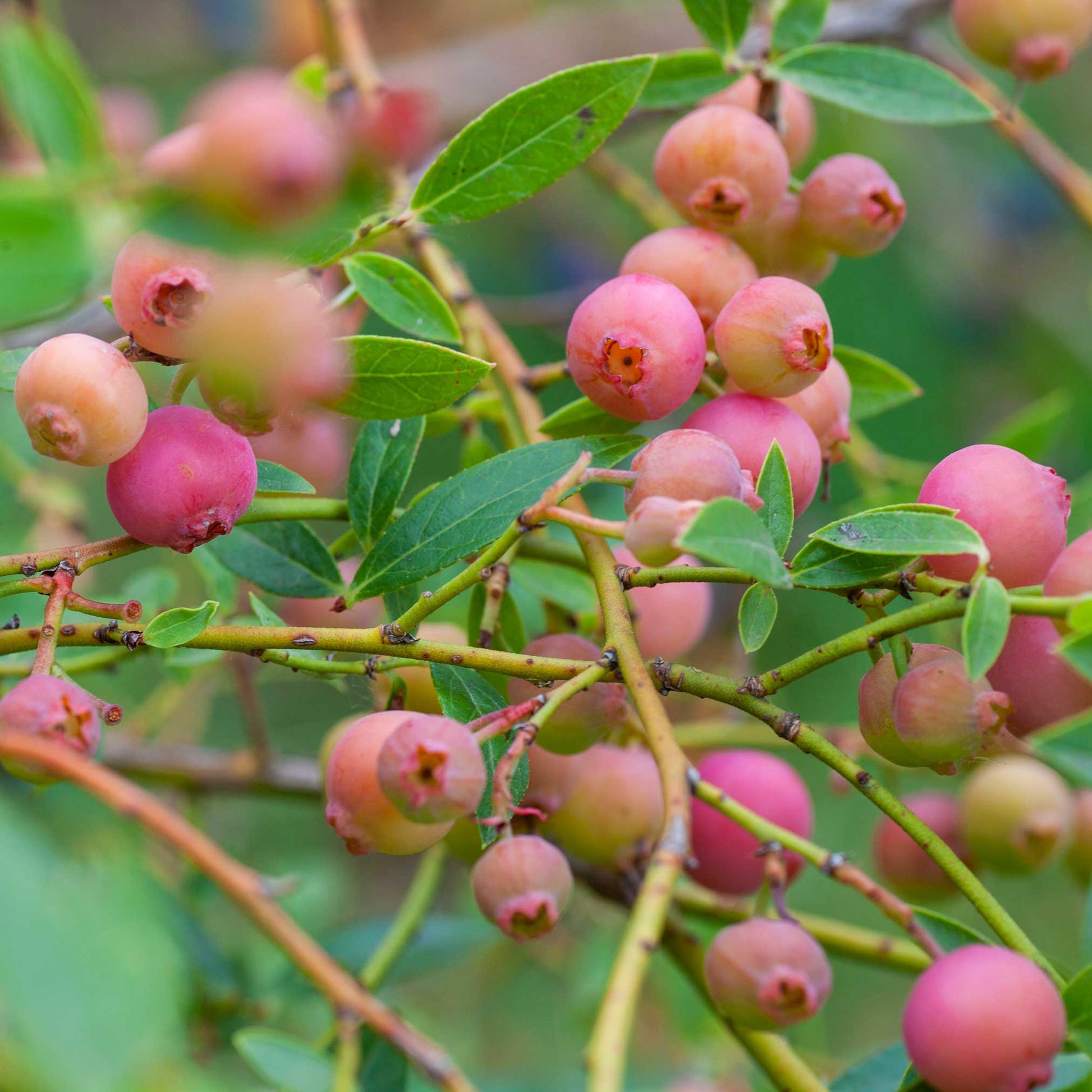 Pink Lemonade Blueberry plant with pink berries on slender branches and green leaves on Tampa Home & Garden Store