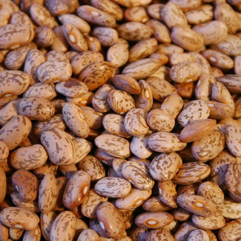 Pinto Bean Seeds (Organic) - Tampa Home & Garden Store
