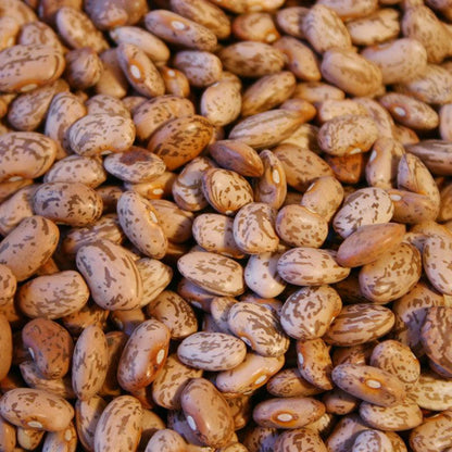 Pinto Bean Seeds (Organic) - Tampa Home & Garden Store