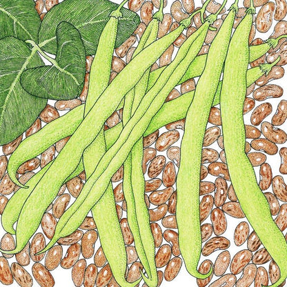 Pinto Bean Seeds (Organic) - Tampa Home & Garden Store