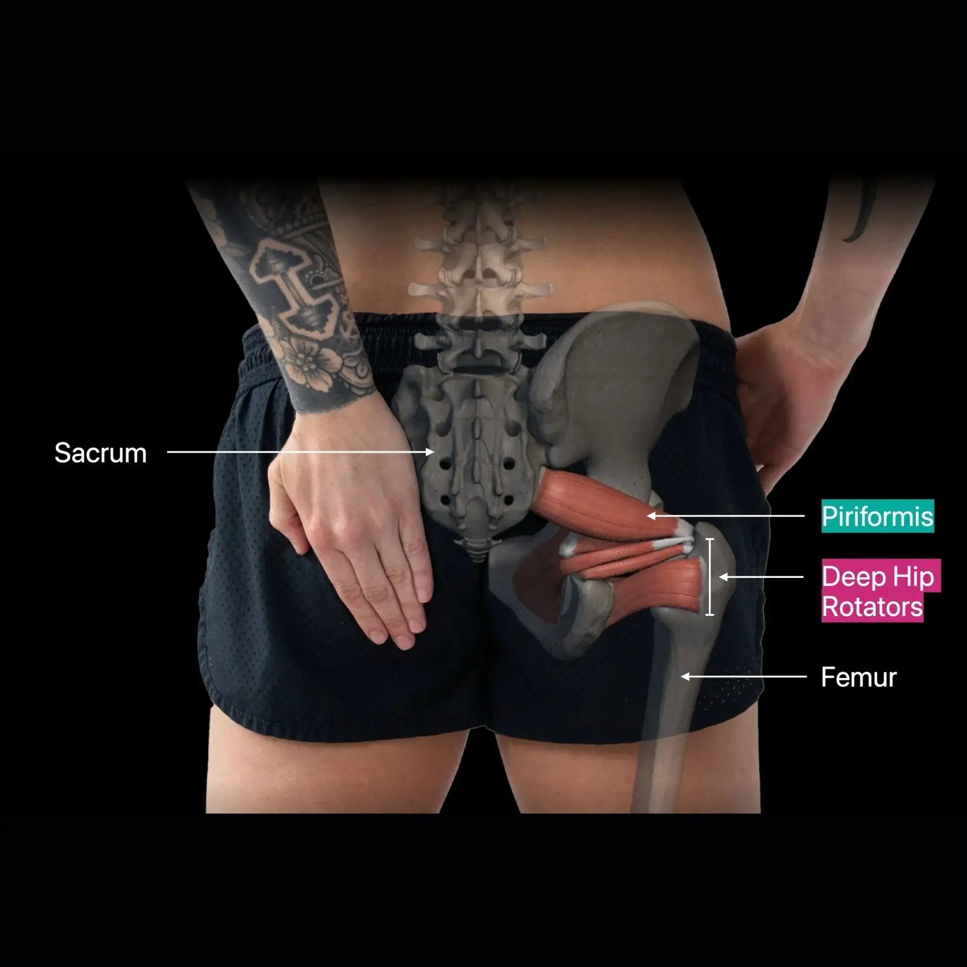 Orbit® muscle release tool held at the hip beside a pelvic model showing sacrum and hip rotators on Tampa Home & Garden Store