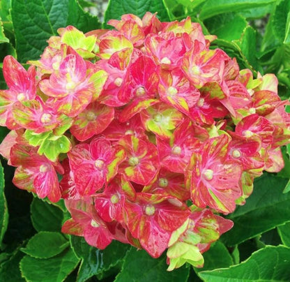 Pistachio Hydrangea Seeds - Beautiful Attractive Showy and Hardy Perennial Flowers - Tampa Home & Garden Store