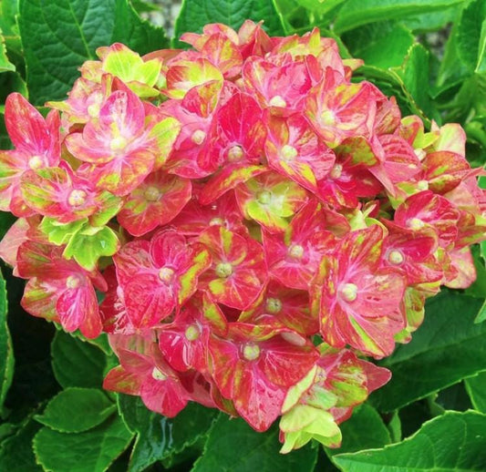Pistachio Hydrangea Seeds - Beautiful Attractive Showy and Hardy Perennial Flowers - Tampa Home & Garden Store