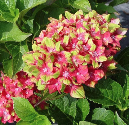 Pistachio Hydrangea Seeds - Beautiful Attractive Showy and Hardy Perennial Flowers - Tampa Home & Garden Store