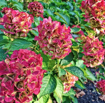 Pistachio Hydrangea Seeds - Beautiful Attractive Showy and Hardy Perennial Flowers - Tampa Home & Garden Store