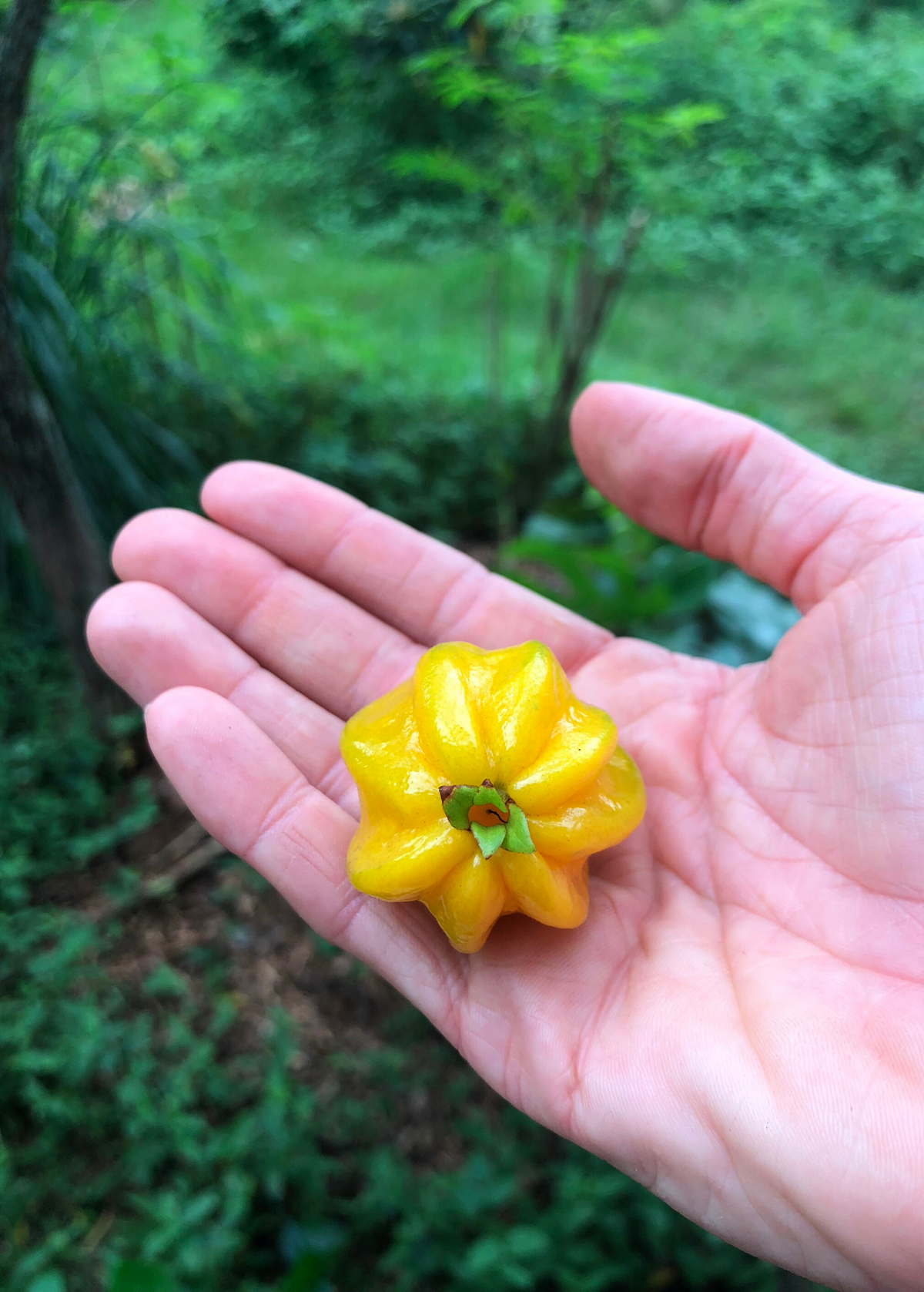 Pitangatuba fruit from Sow Exotic tropical fruit tree; yellow, ribbed, held in hand on Tampa Home & Garden Store