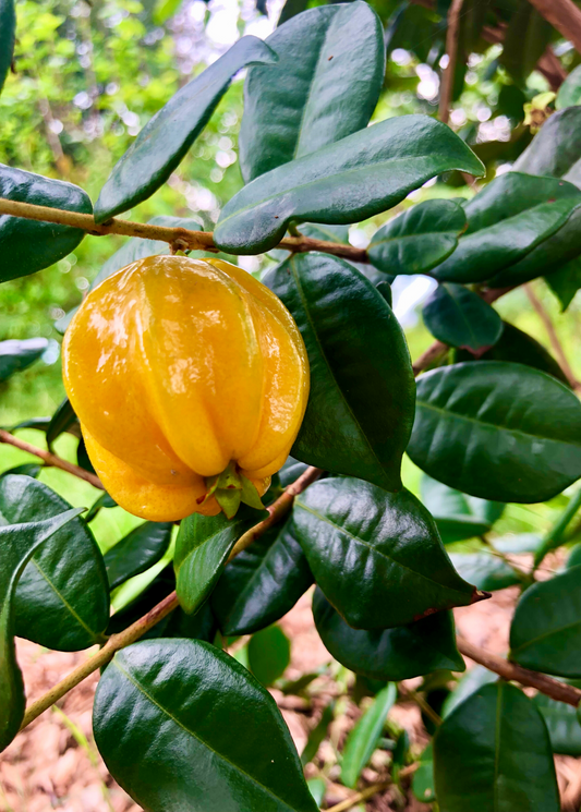 Pitangatuba fruit tree with a yellow fruit on glossy dark-green leaves on Tampa Home & Garden Store