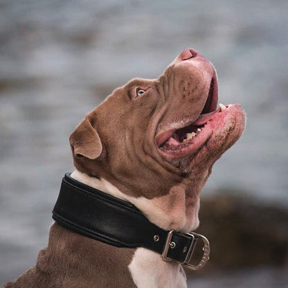Plain "Style" Collar black - Tampa Home & Garden Store