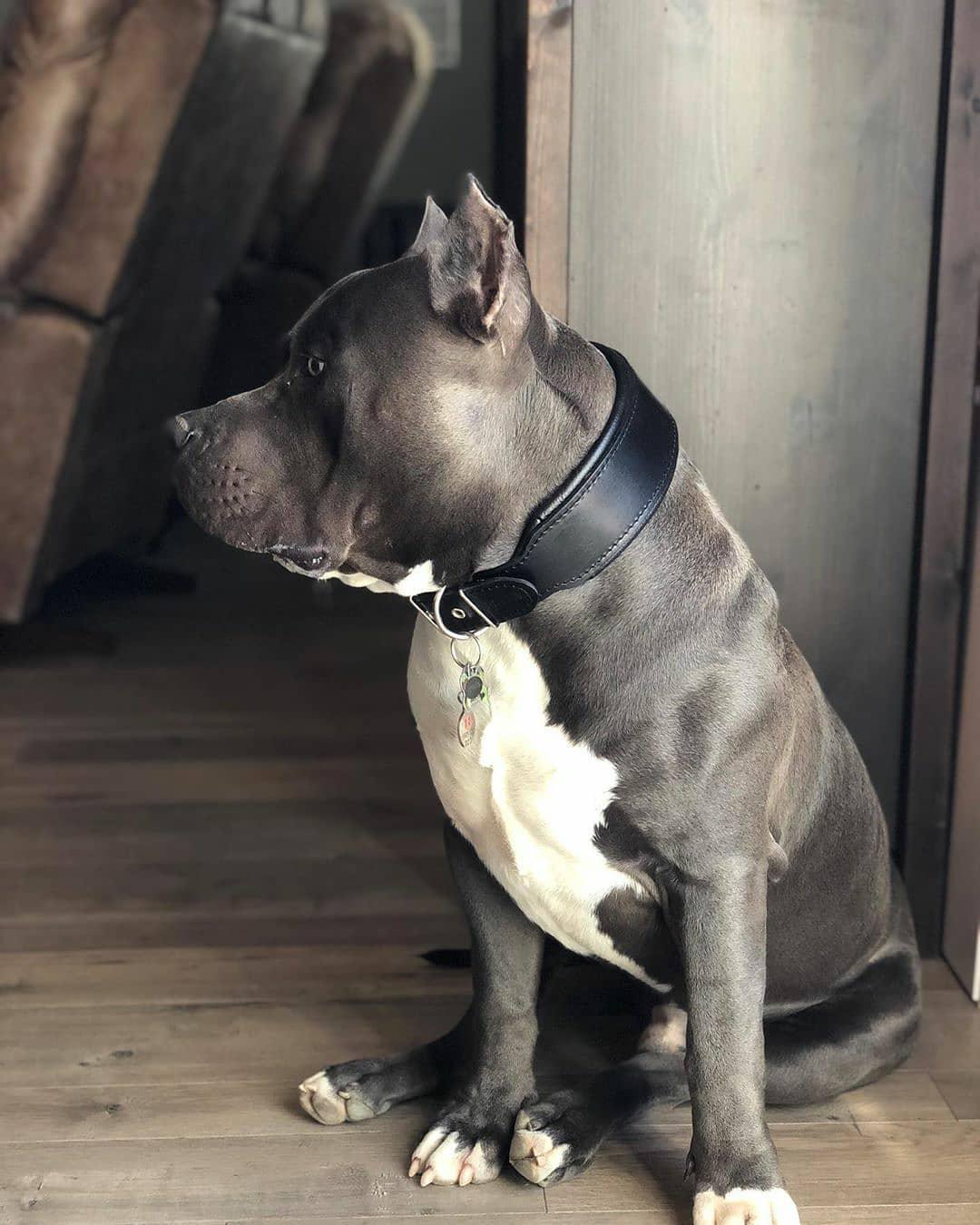 Plain "Style" Collar black - Tampa Home & Garden Store