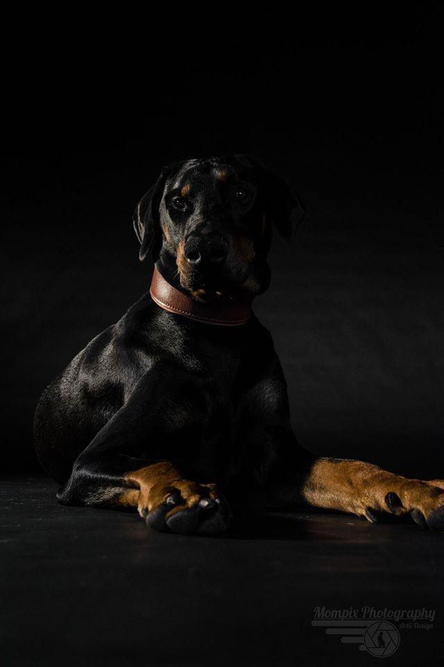 Plain "Style" collar brown - Tampa Home & Garden Store
