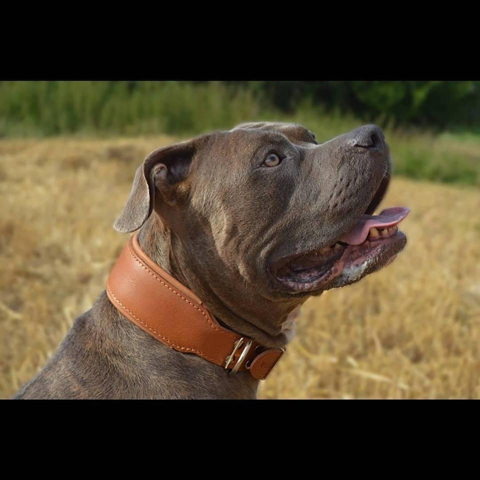 Plain "Style" collar brown - Tampa Home & Garden Store