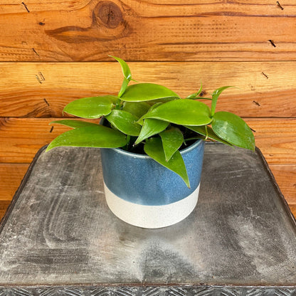 Planifolia Vanilla Orchid, 4" Plant - Tampa Home & Garden Store