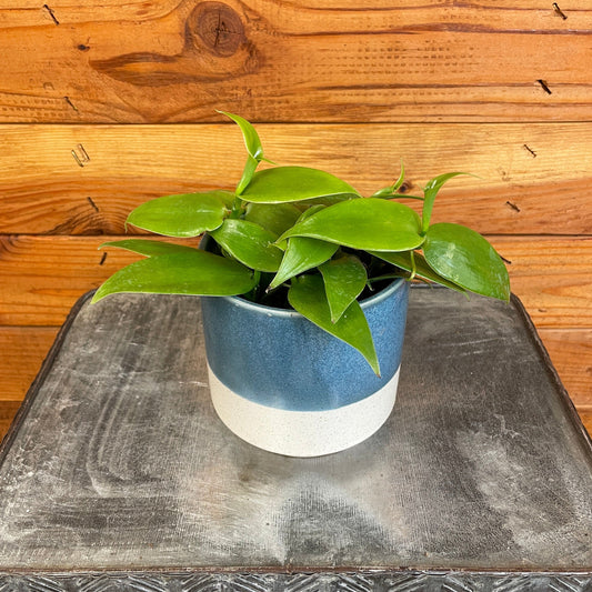 Planifolia Vanilla Orchid, 4" Plant - Tampa Home & Garden Store