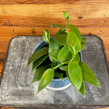 Planifolia Vanilla Orchid, 4" Plant - Tampa Home & Garden Store