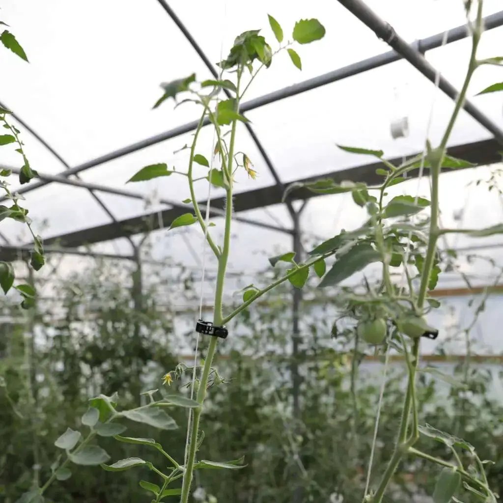 Plant Support Vine Clips - Tampa soil911.com
