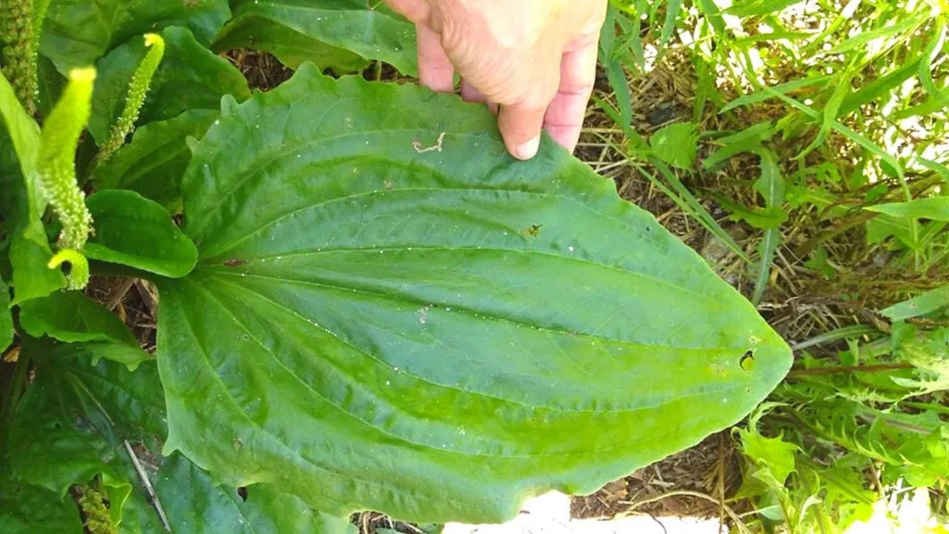 Plantain leaf for Plantain 1st Aid Salve, large green broad leaf in a garden with a hand nearby on Tampa Home & Garden Store