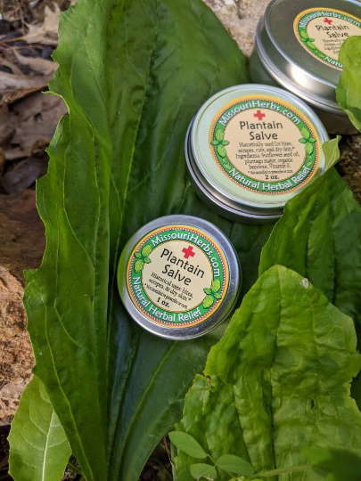 Plantain Salve tins on green plantain leaves; natural herbal wound remedy, 3 jars on Tampa Home & Garden Store