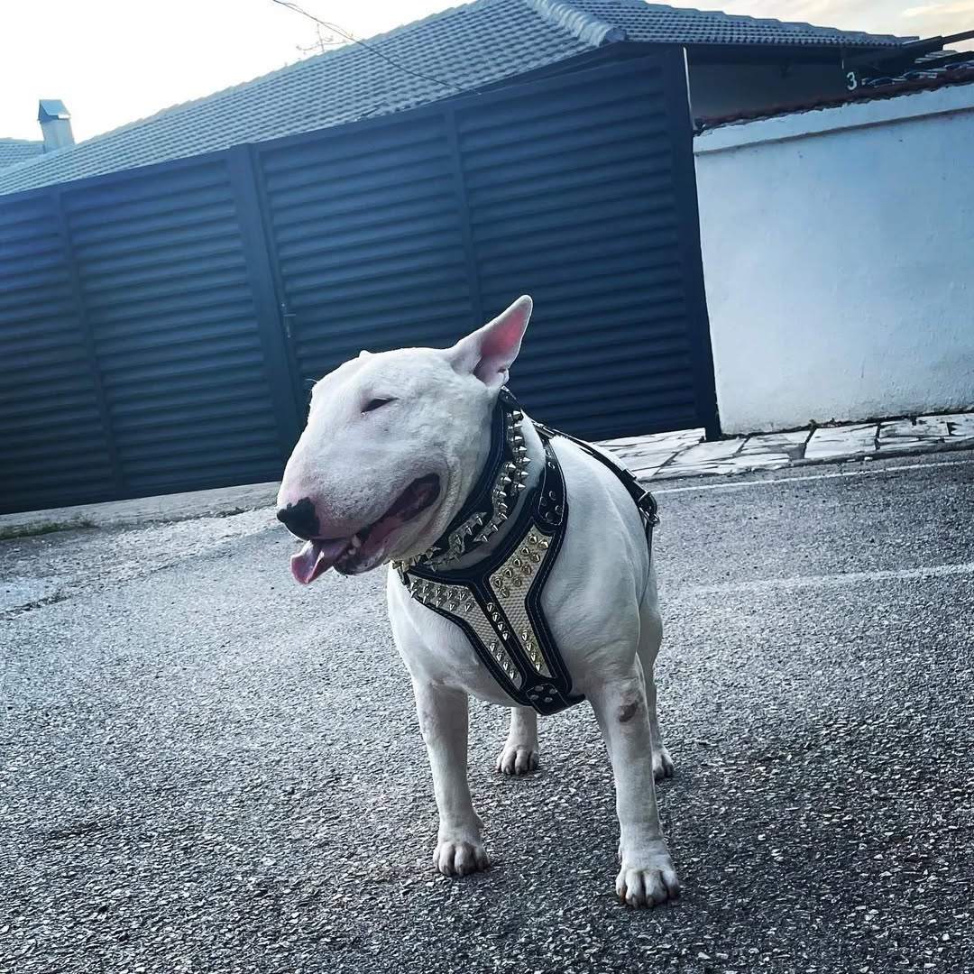 ''Platinum'' harness Medium Size - Tampa Home & Garden Store