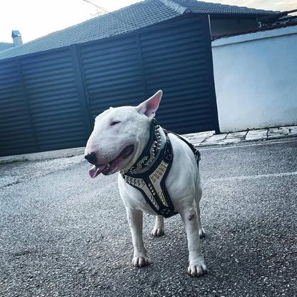 ''Platinum'' harness Medium Size - Tampa Home & Garden Store