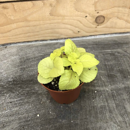 Plectranthus Lemon Lime, 2" Plant - Tampa Home & Garden Store