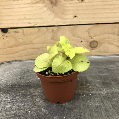 Plectranthus Lemon Lime, 2" Plant - Tampa Home & Garden Store