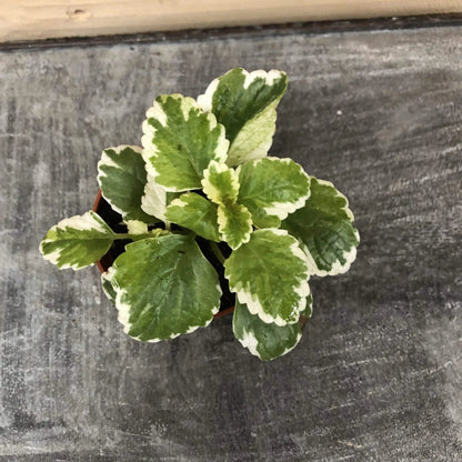 Plectranthus Swedish Ivy Mint, 2" Plant - Tampa Home & Garden Store