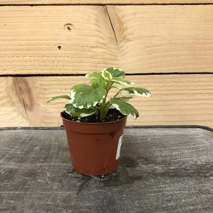 Plectranthus Swedish Ivy Mint, 2" Plant - Tampa Home & Garden Store