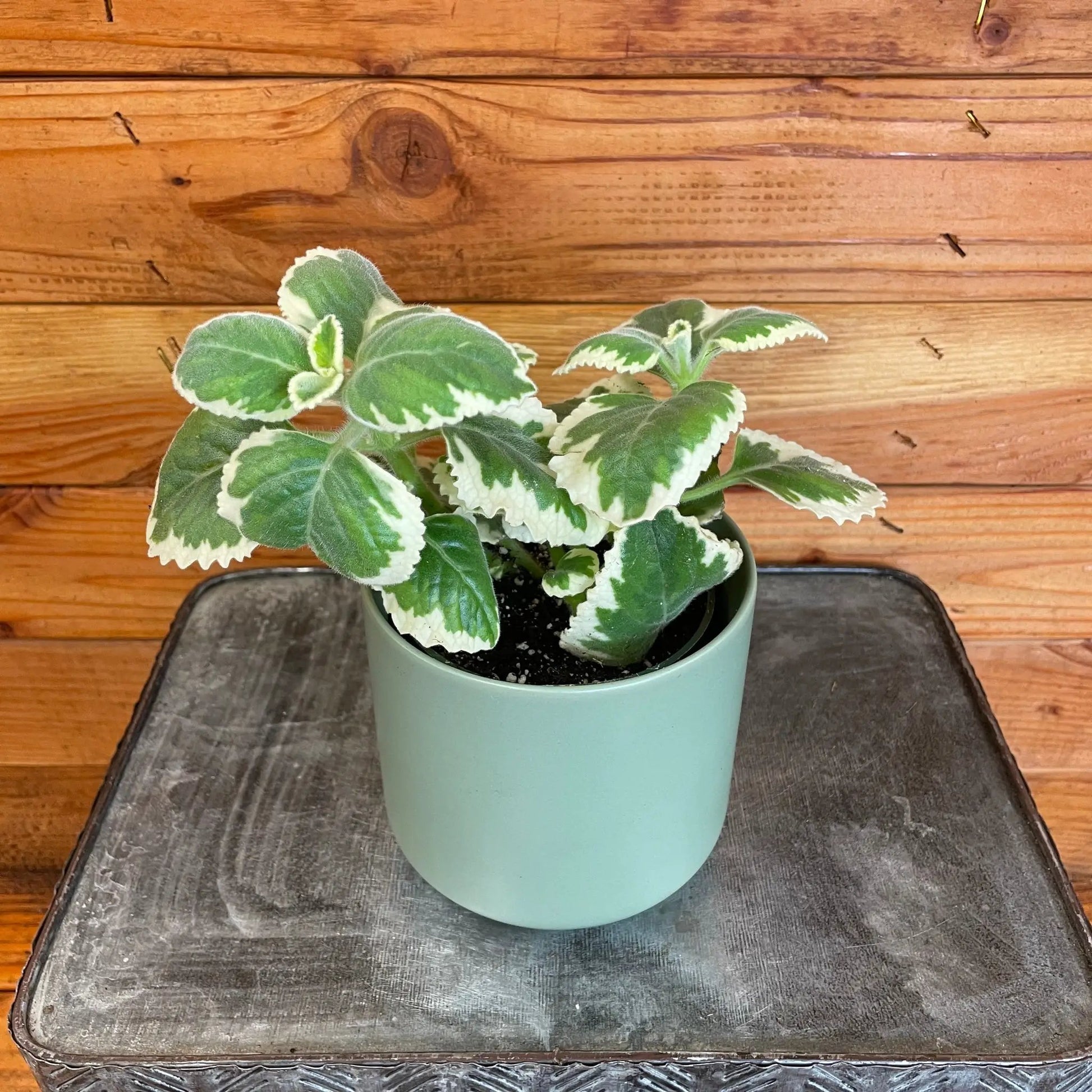 Plectranthus Variegated, 4" Plant - Tampa Home & Garden Store